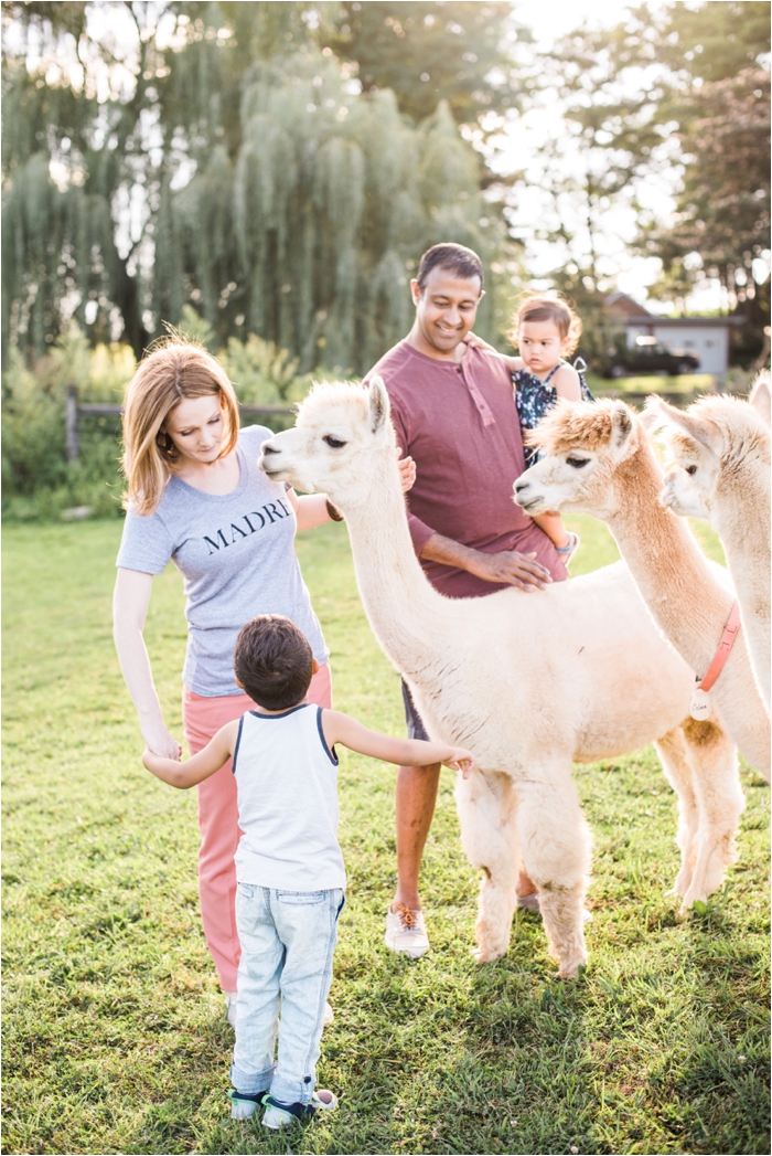 Family session filled with alpaca's and sun-dretched fields in Hershey, Pennsylvania by Hillary Muelleck Photography \\ hillarymuelleck.com