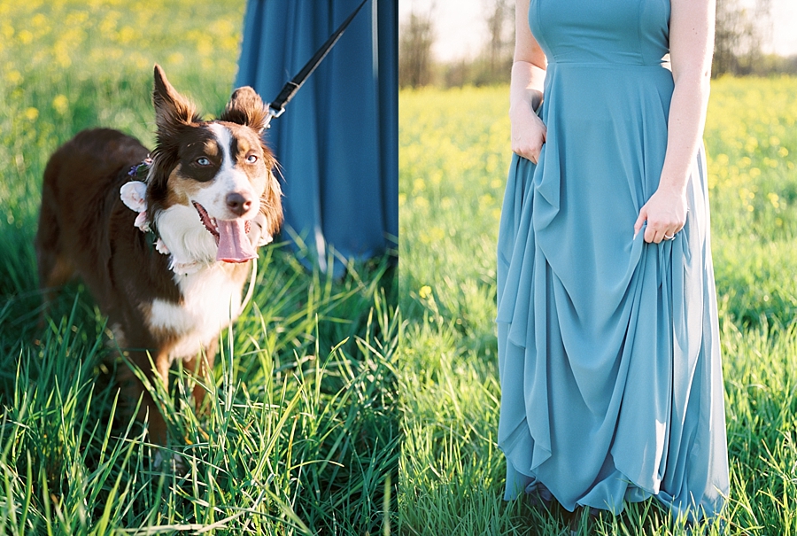 North Carolina photos in a golden meadow with an adorable dog by film photographer Hillary Muelleck