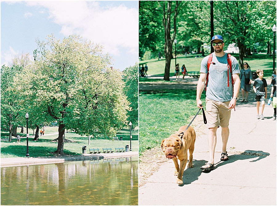 Our Dogue de Bordeaux, Boris, travels to Boston | Boston Travelogue