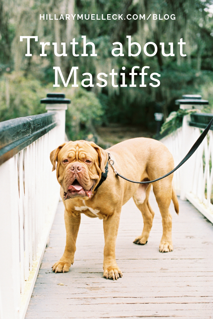 What are the real truths about living with a mastiff? Do they really drool constantly? Super big and strong? Eat tons? Read the article to find out!