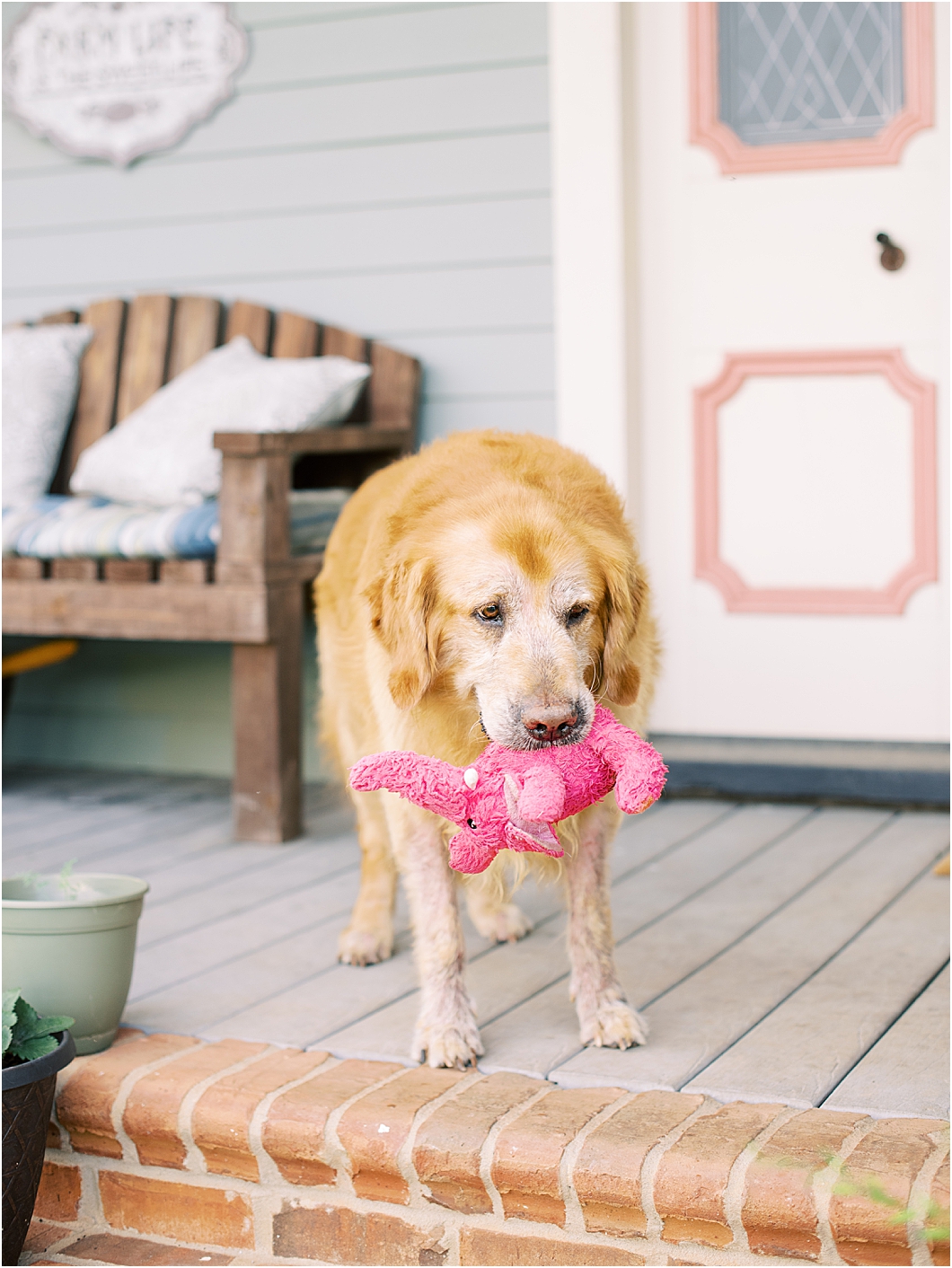 At Home Anniversary Photos with Dogs by Hillary Muelleck