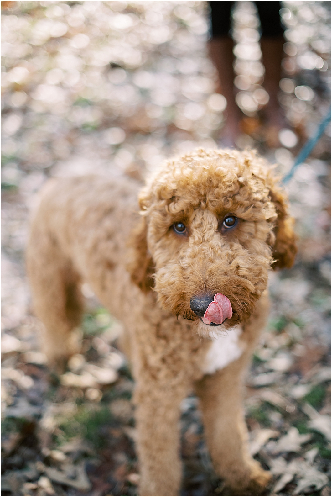 Winston Salem Reynolda Village Dog Photos | Hillary Muelleck Photography